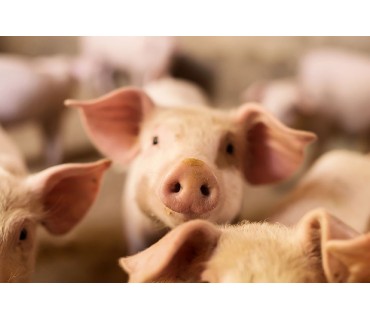 Matériel d'élevage porcin : porcelet, truie et porcs | Technic-Online