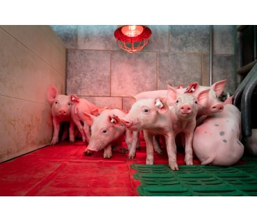 Matériels de chauffage en élevage porcin / porcs, truies | Technic-Online
