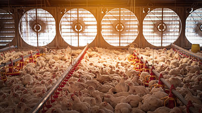Quelle mangeoire pour les poules en élevage industriel ?