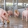 Jouet pour cochon : enrichissement pour porcs | Technic-Online 