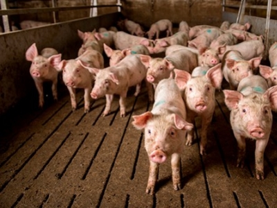 Nos conseils pour l’aménagement de votre porcherie