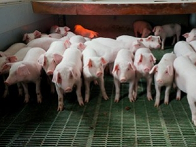 Tout savoir sur l’alimentation des porcelets