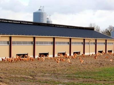 Conseils pour neutraliser les odeurs de poulailler