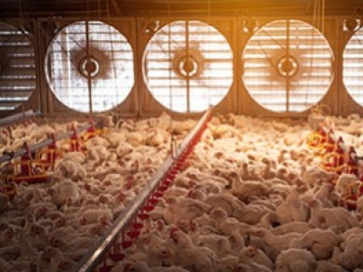 Comment bien ventiler un poulailler industriel ?