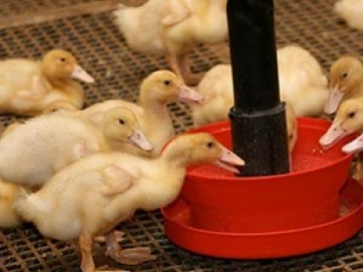 Poulailler industriel : comment disposer les mangeoires ?