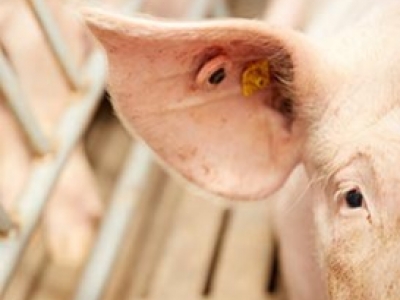 Tout savoir sur le matériel d’identification des porcs