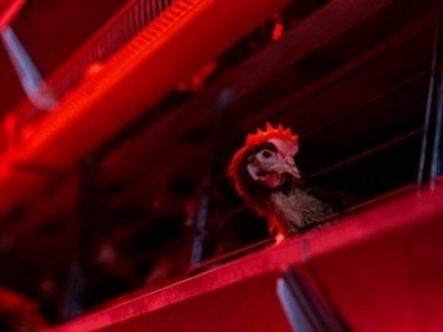 Éclairage du poulailler : ce qu’il faut savoir pour l’élevage de poules