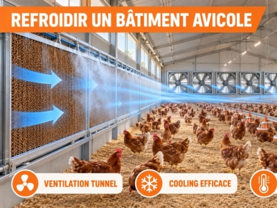 Comment Refroidir son Bâtiment Avicole ? Solutions & Guide | Technic-Online 
