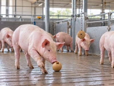 Jouet pour cochon : enrichissement pour porcs | Technic-Online 