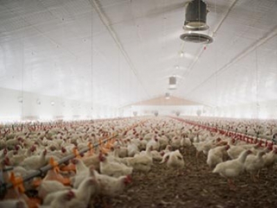 Comment refroidir un poulailler industriel ? Quelles solutions choisir ?