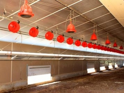 Les équipements indispensables pour l’élevage de poules.
